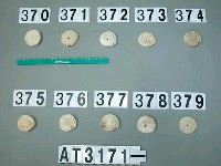 藏品(芋螺貝)的圖片